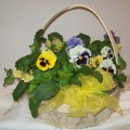 Pansy Basket